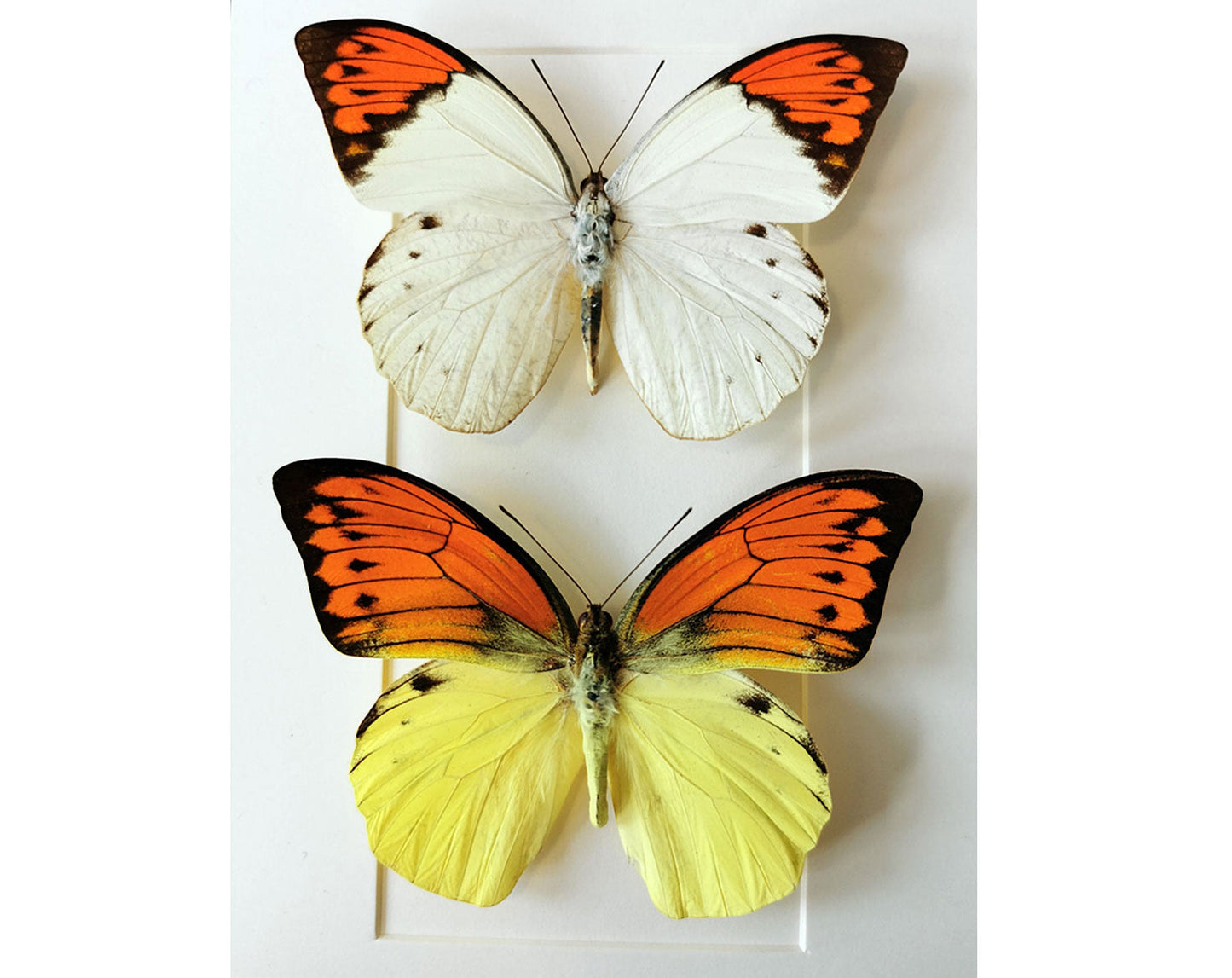 Hebomoia glaucippe & daemonis  Schmetterling InsectArt