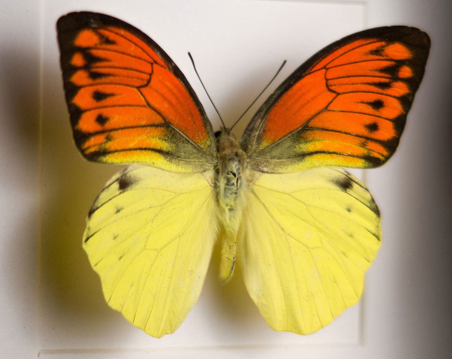 Hebomoia leucippe daemonis  Schmetterling InsectArt