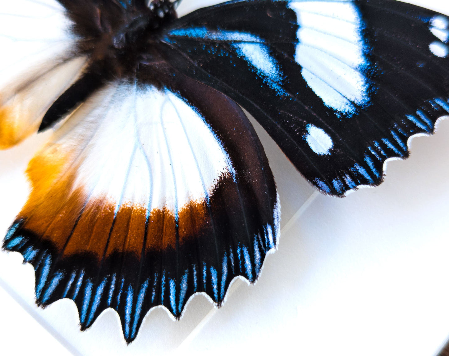 Hypolimnas dexithea  Schmetterling InsectArt