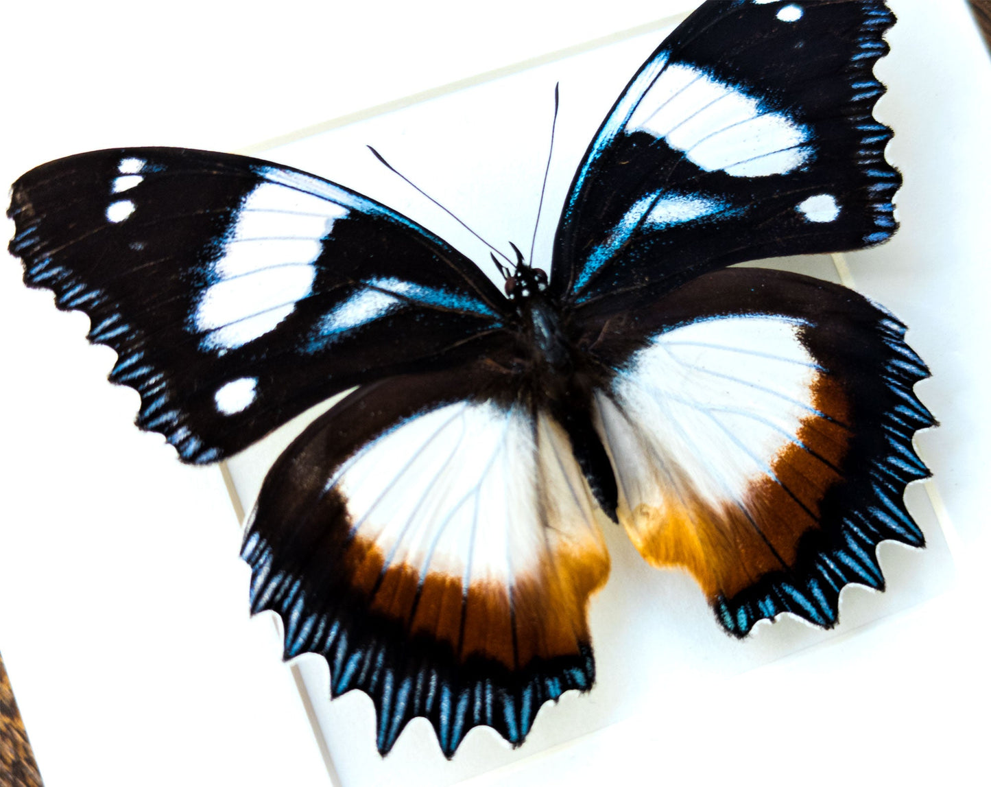 Hypolimnas dexithea  Schmetterling InsectArt