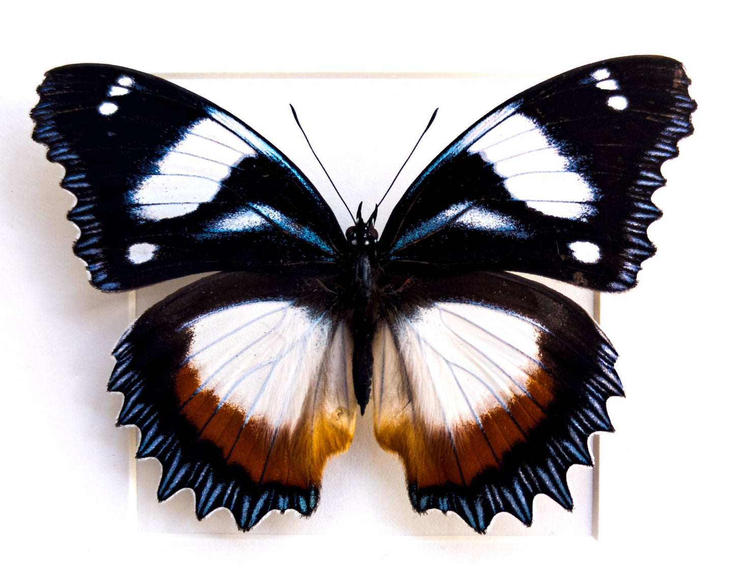 Hypolimnas dexithea  Schmetterling InsectArt