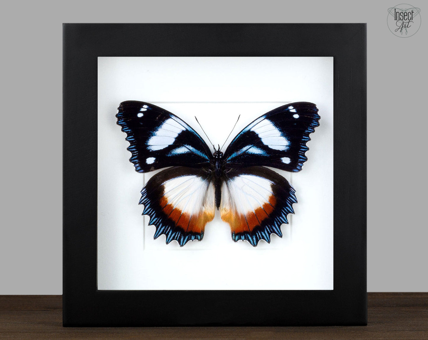 Hypolimnas dexithea  Schmetterling InsectArt