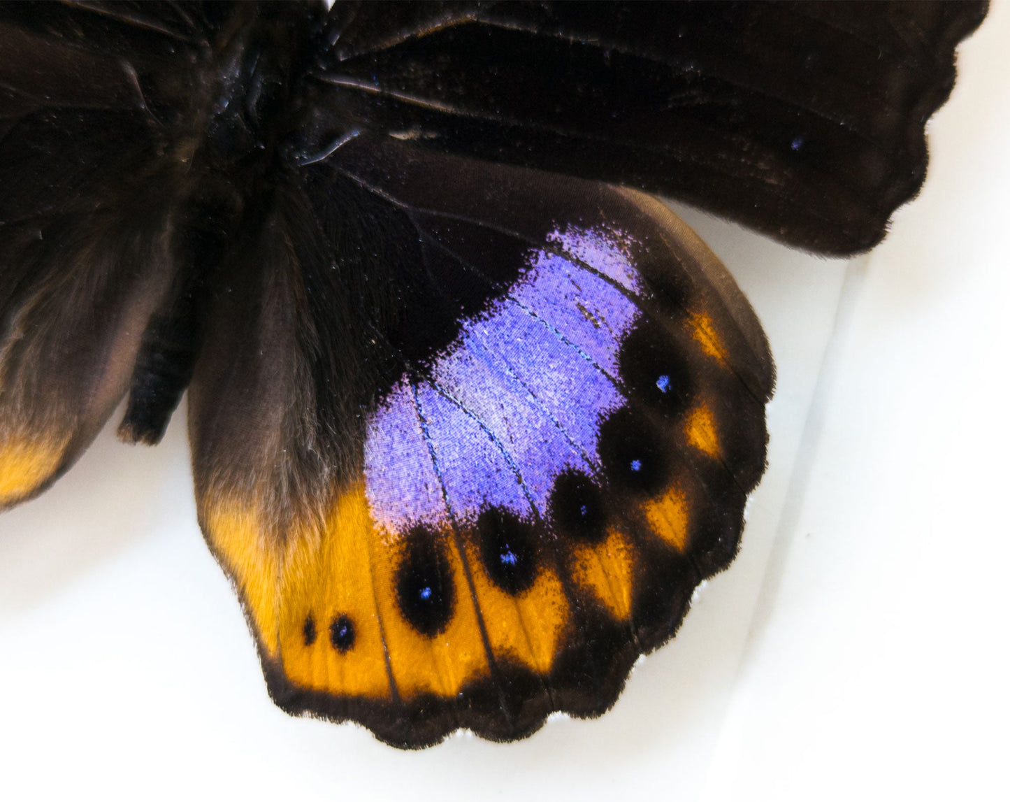 Hypolimnas pandarus  Schmetterling InsectArt