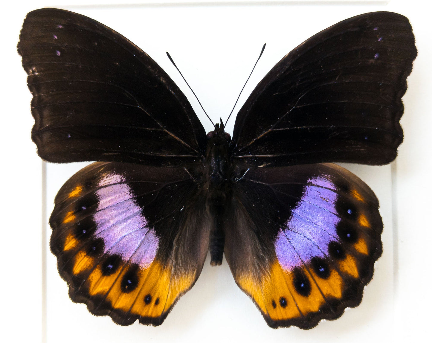 Hypolimnas pandarus  Schmetterling InsectArt