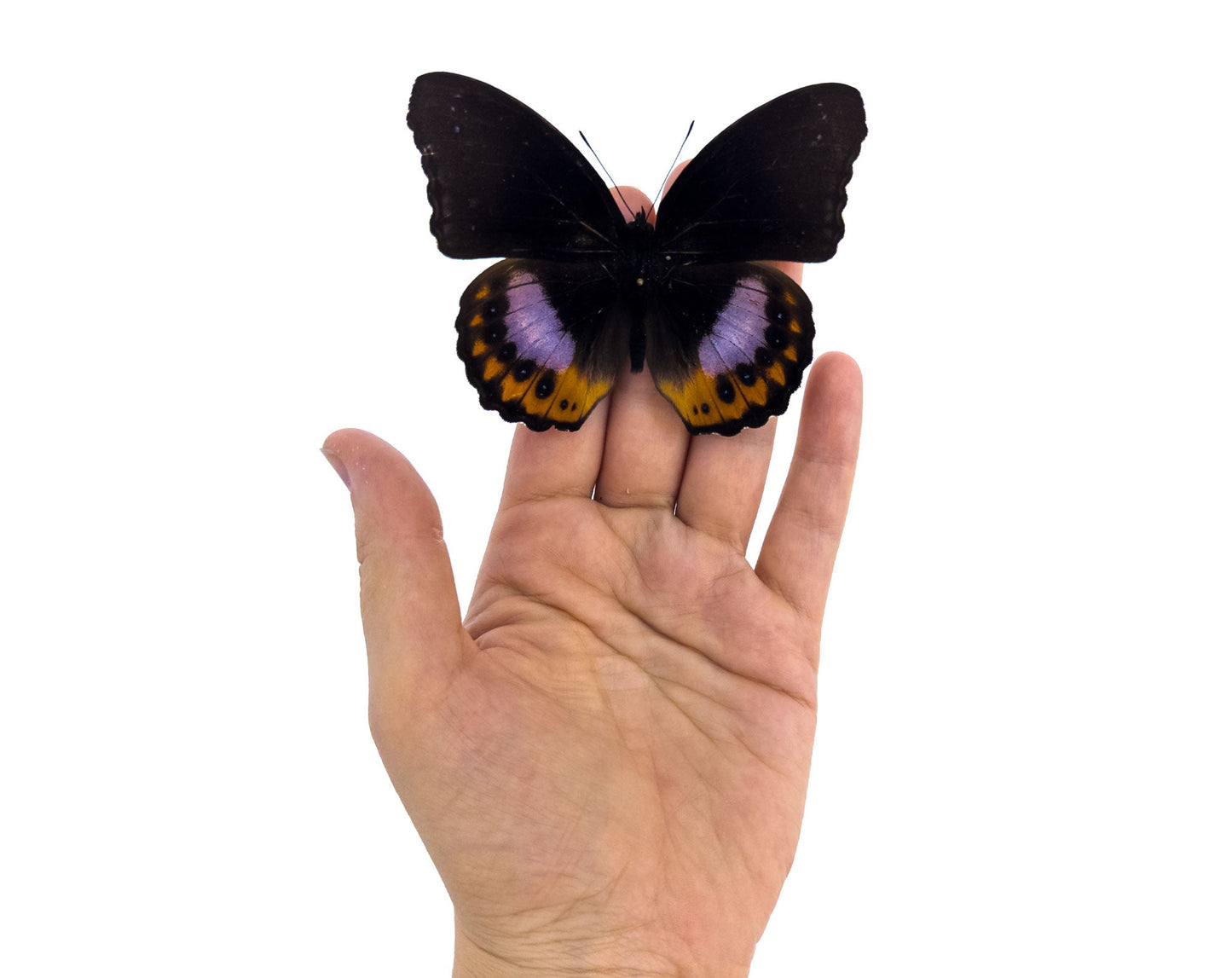 Hypolimnas pandarus  Schmetterling InsectArt