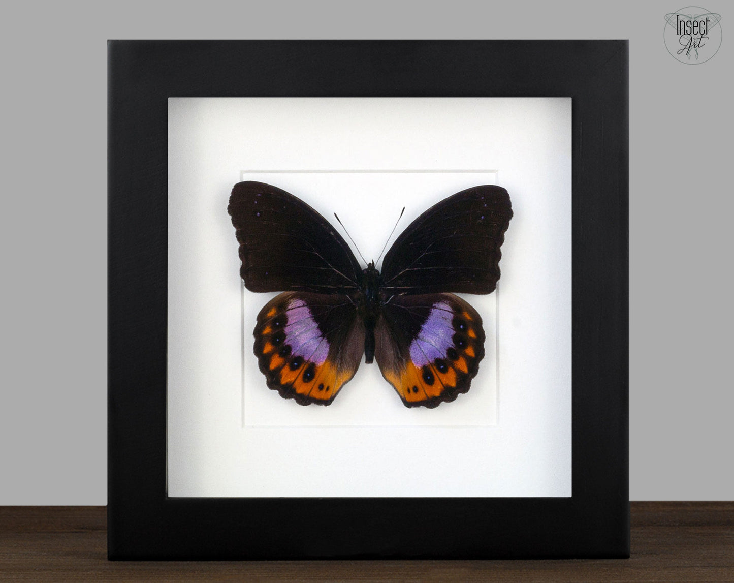 Hypolimnas pandarus  Schmetterling InsectArt