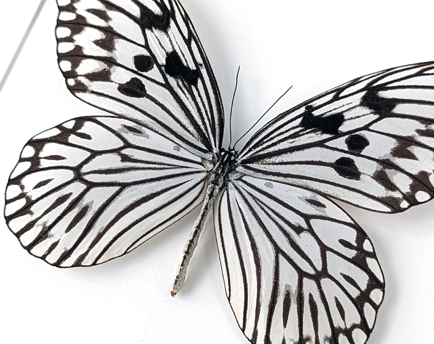 Idea leuconoe  Schmetterling InsectArt