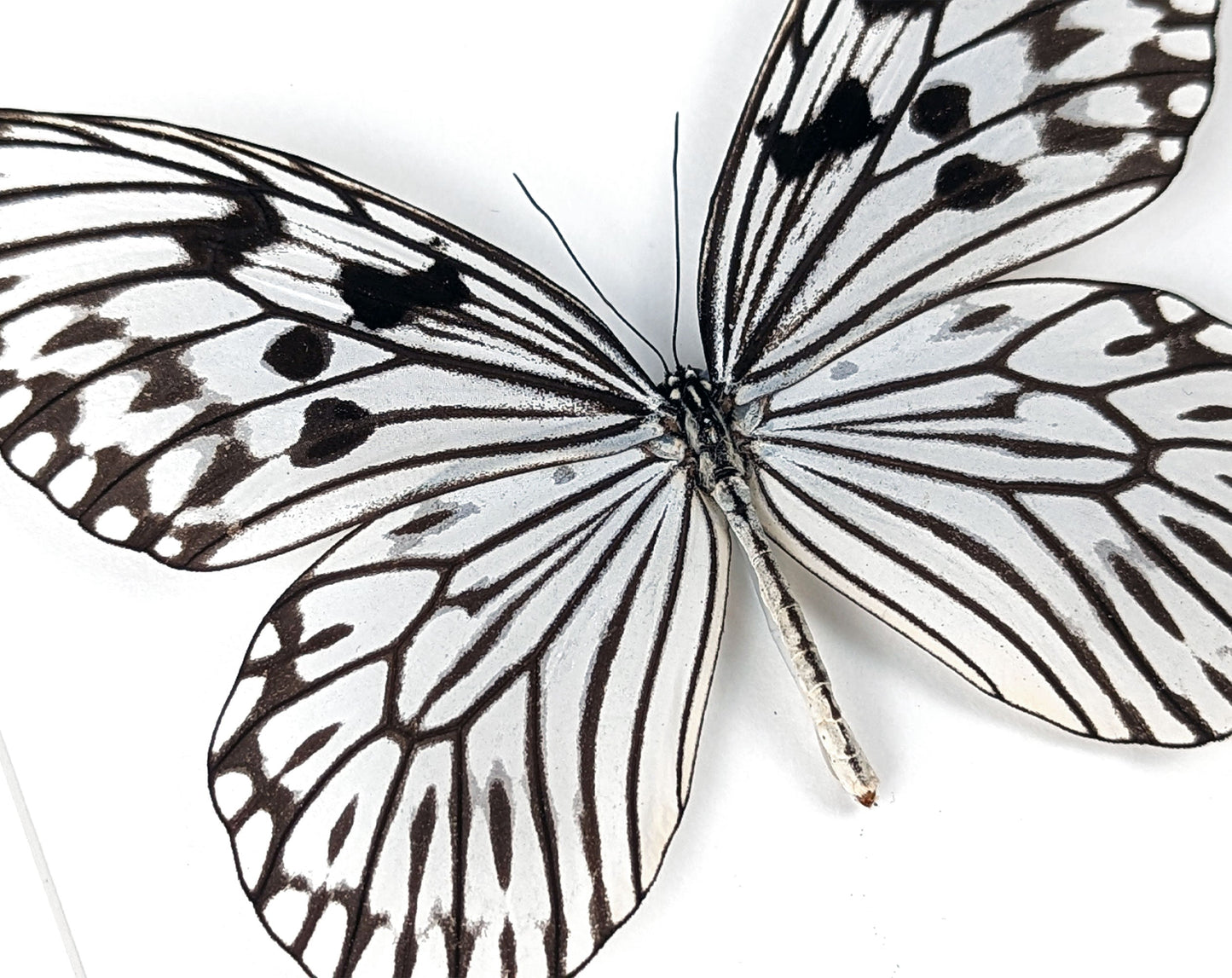 Idea leuconoe  Schmetterling InsectArt