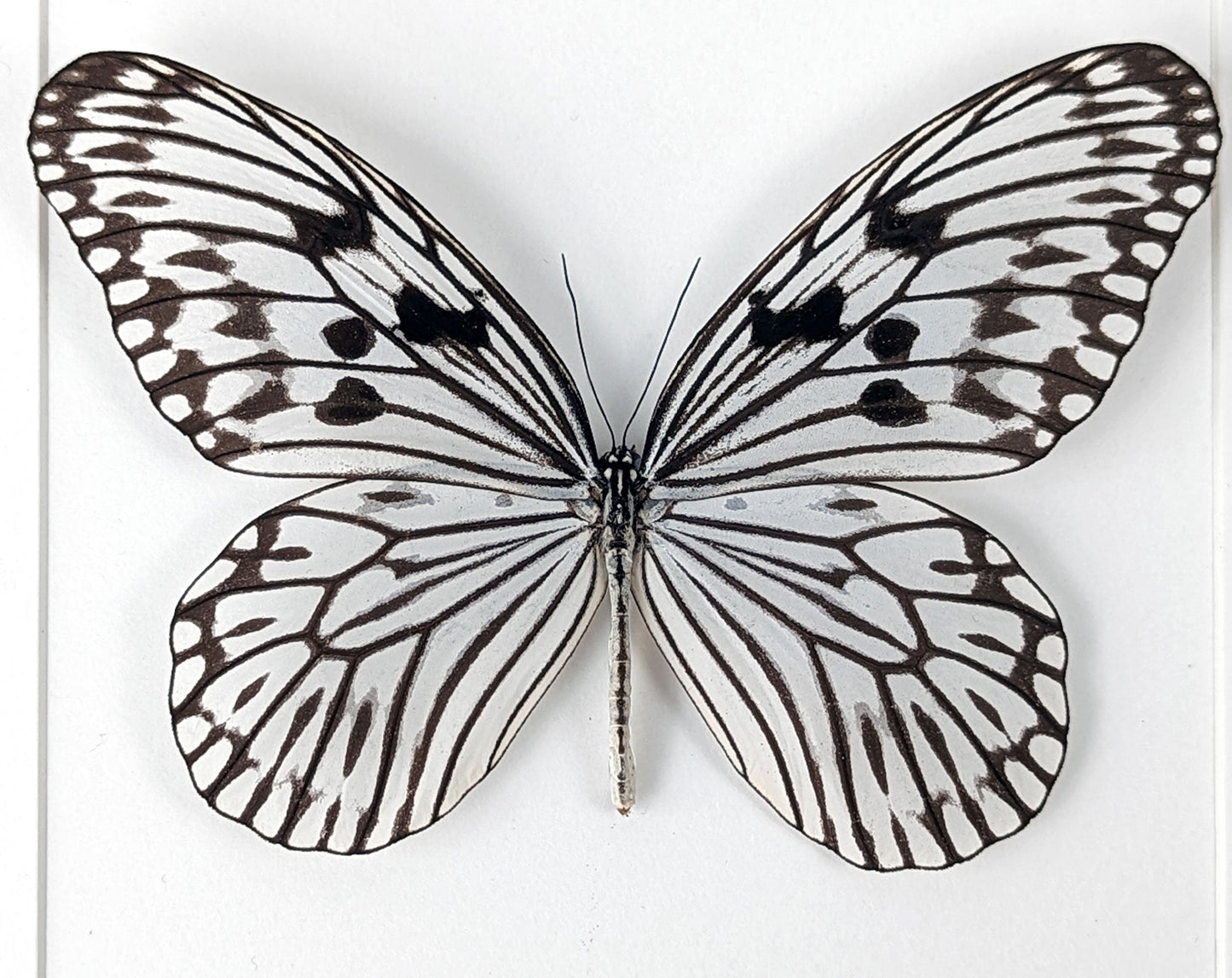 Idea leuconoe  Schmetterling InsectArt