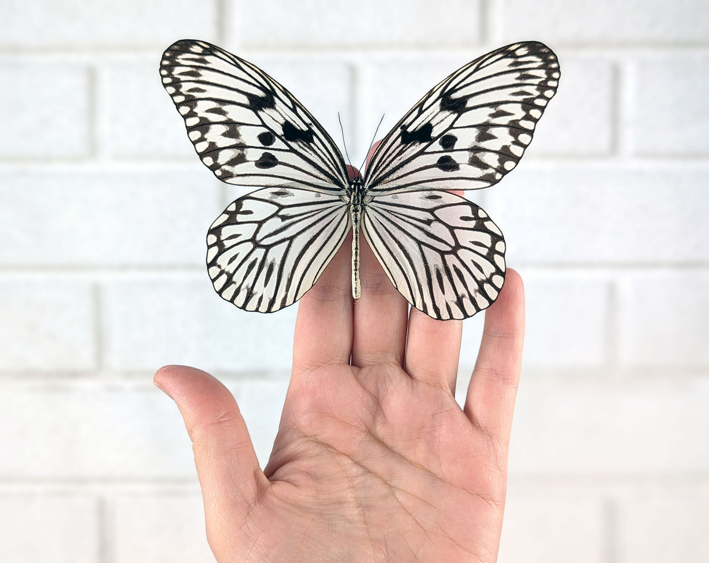 Idea leuconoe  Schmetterling InsectArt