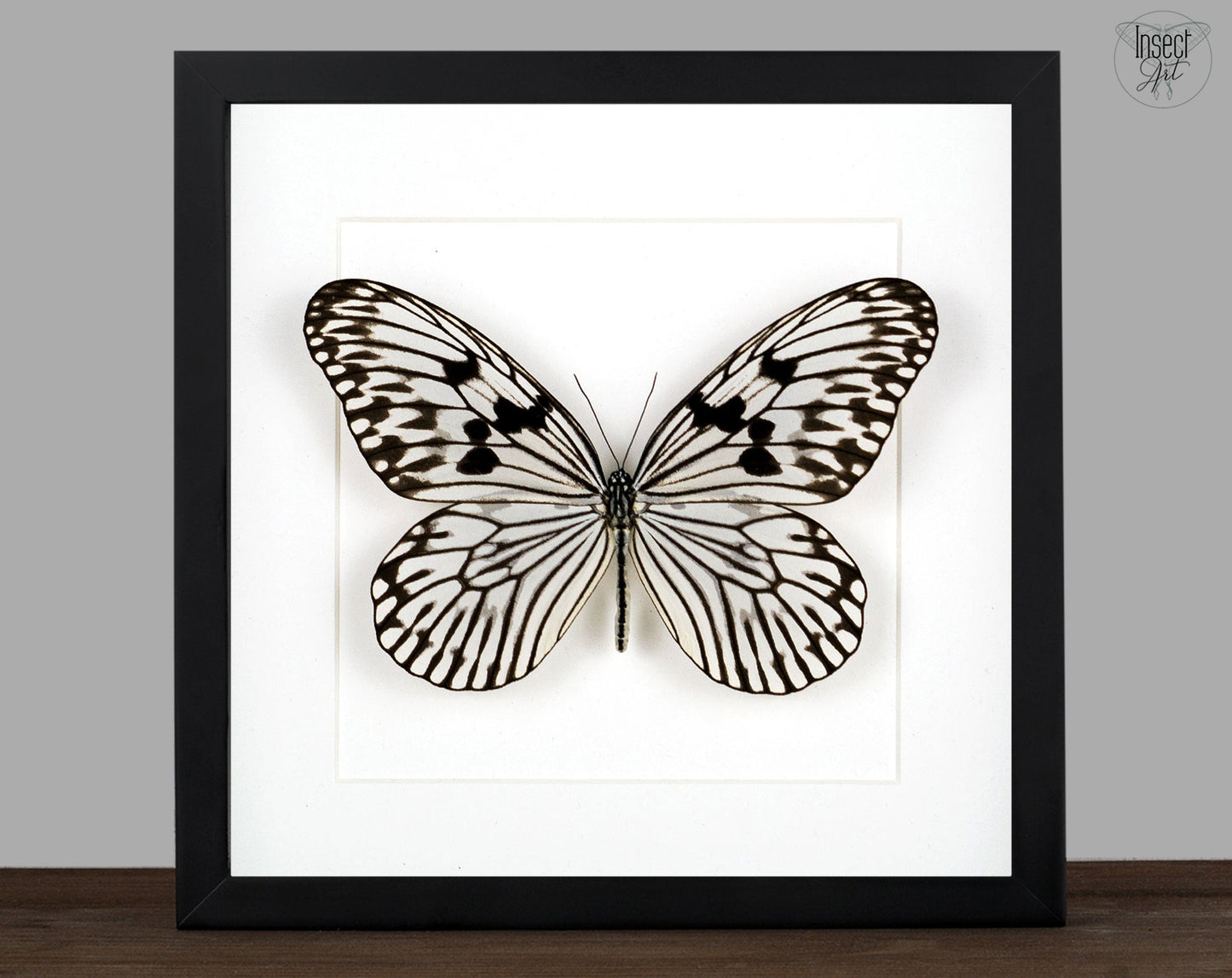 Idea leuconoe  Schmetterling InsectArt