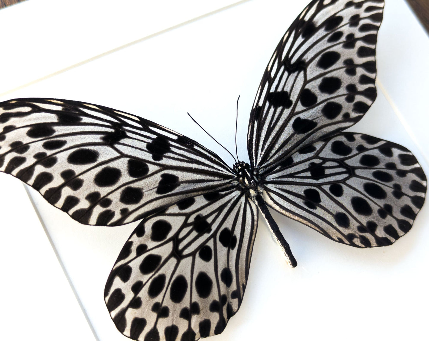 Idea lynceus ♂  Schmetterling InsectArt