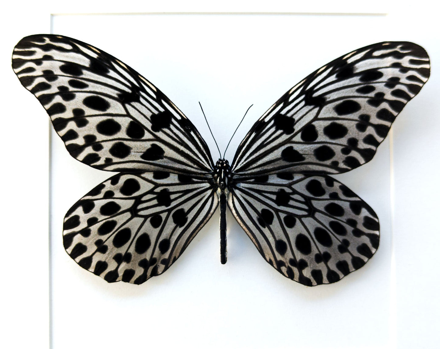 Idea lynceus ♂  Schmetterling InsectArt