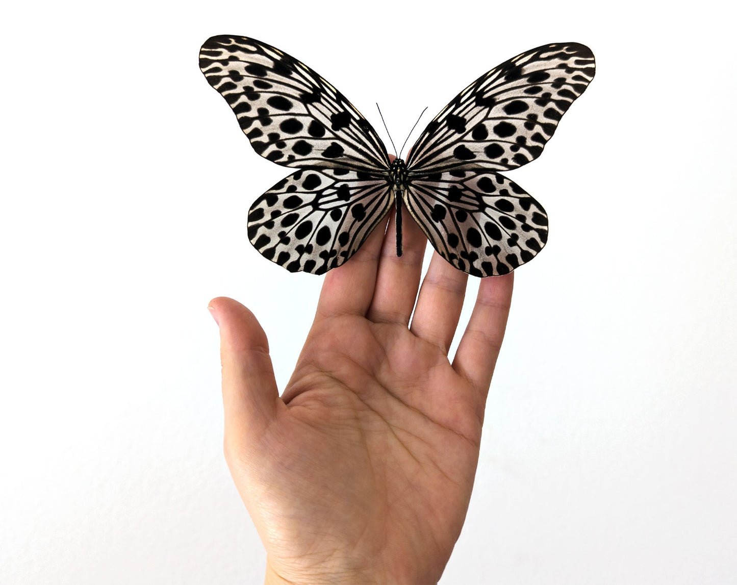 Idea lynceus ♂  Schmetterling InsectArt