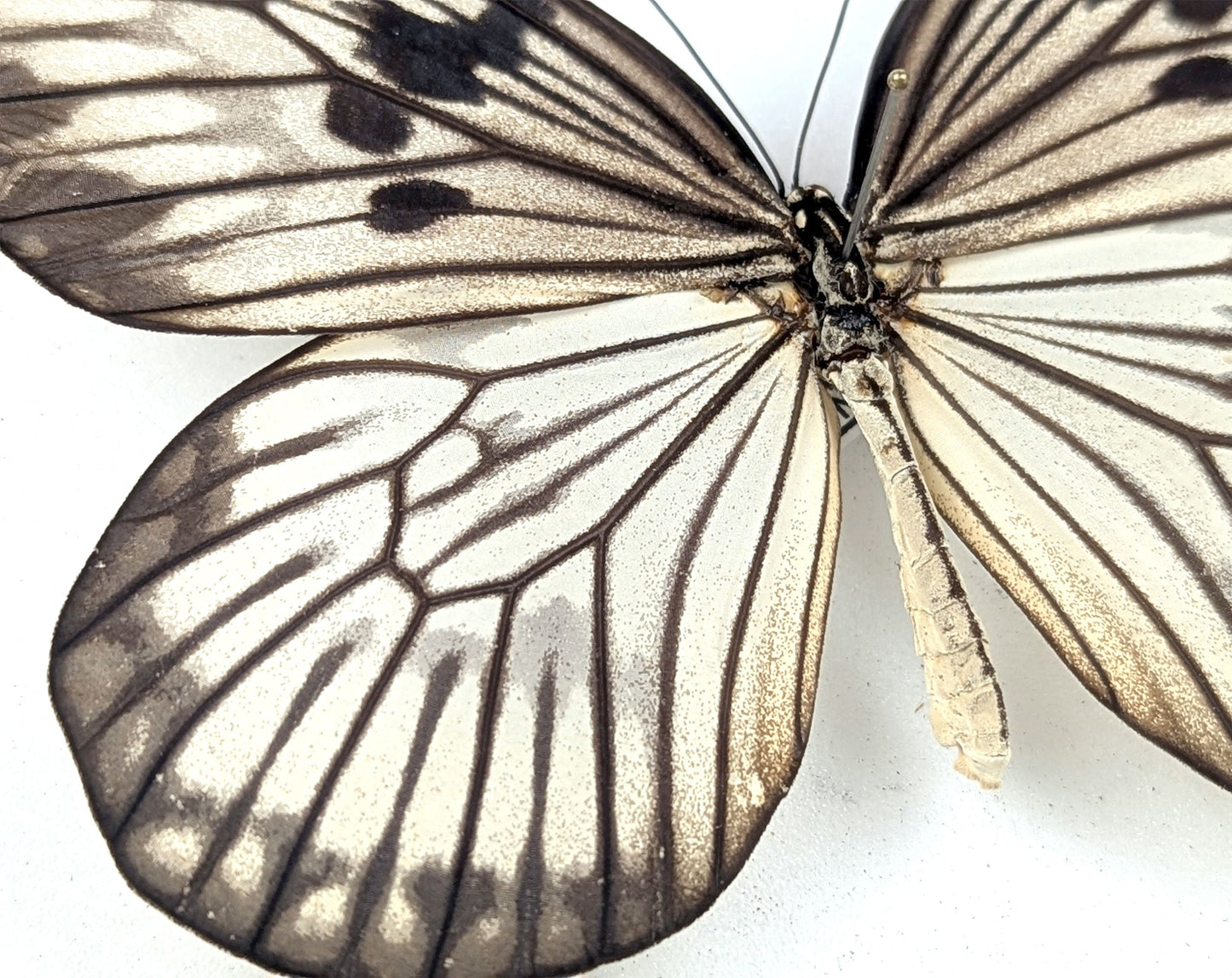 Idea munaensis  Schmetterling im Rahmen InsectArt