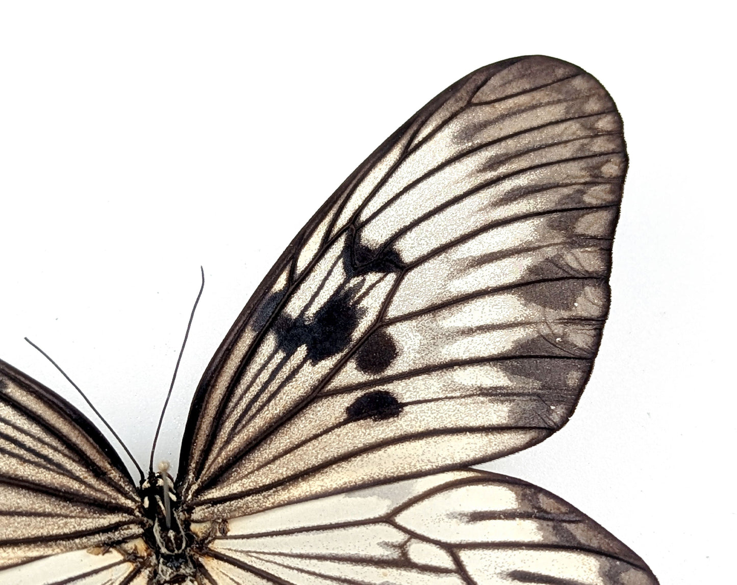 Idea munaensis  Schmetterling im Rahmen InsectArt