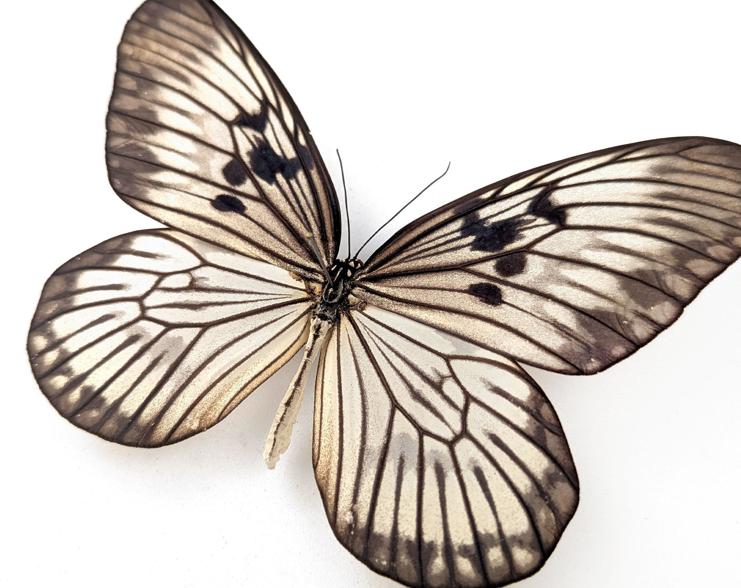 Idea munaensis  Schmetterling im Rahmen InsectArt