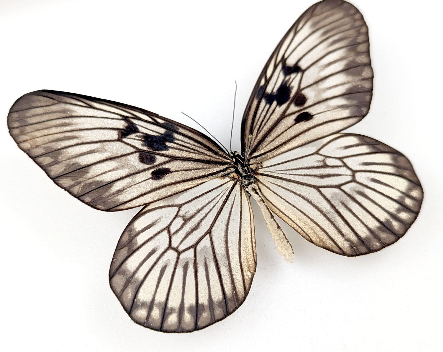 Idea munaensis  Schmetterling im Rahmen InsectArt