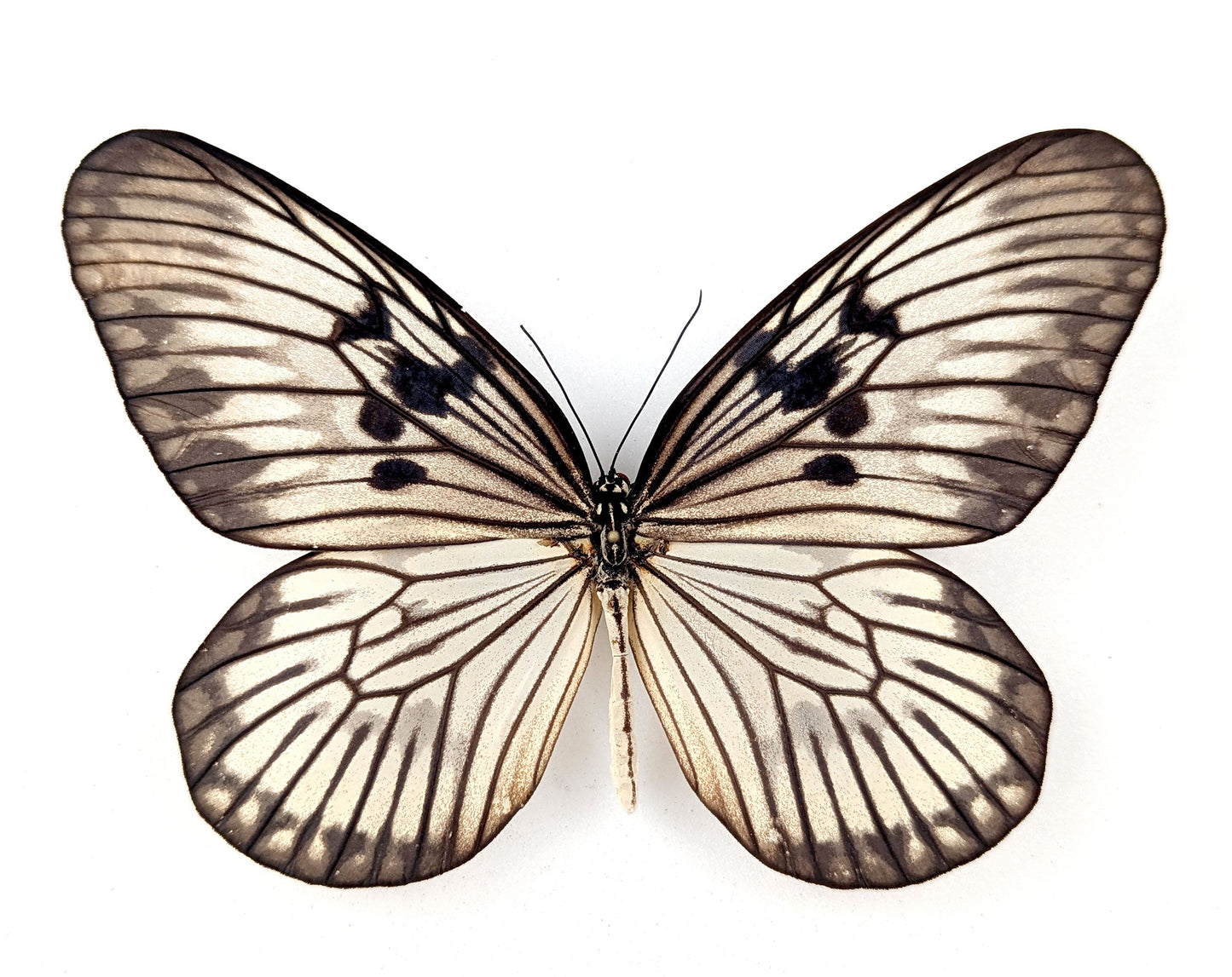 Idea munaensis  Schmetterling im Rahmen InsectArt