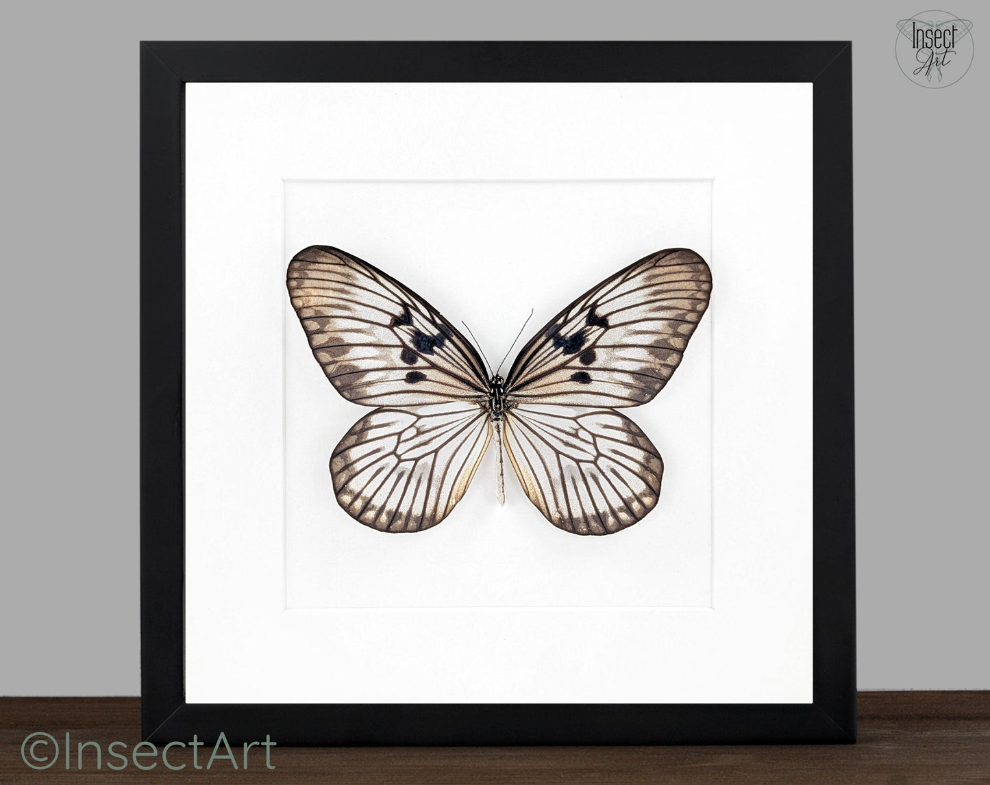 Idea munaensis  Schmetterling im Rahmen InsectArt