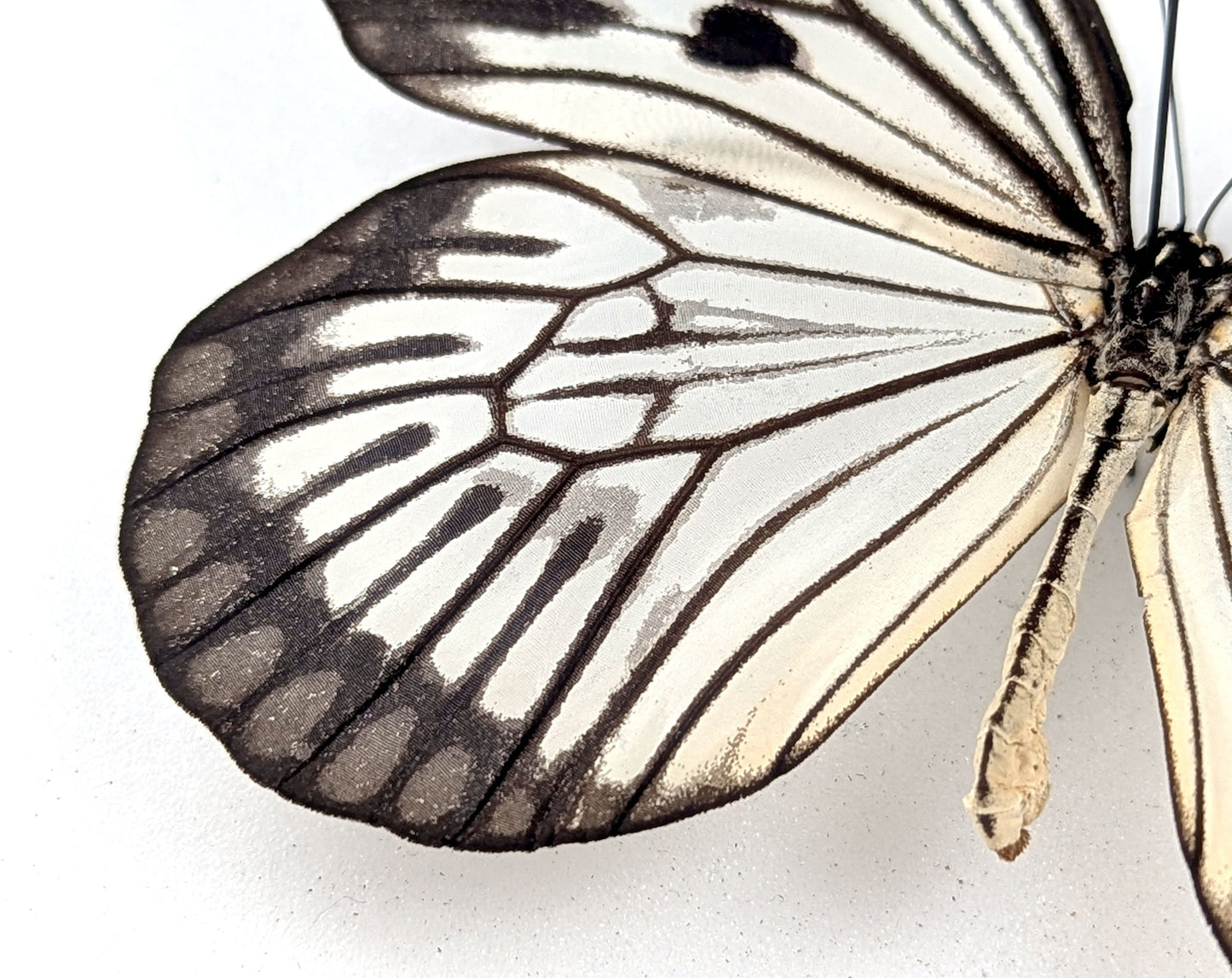 Idea phlegeton  Schmetterling im Rahmen InsectArt