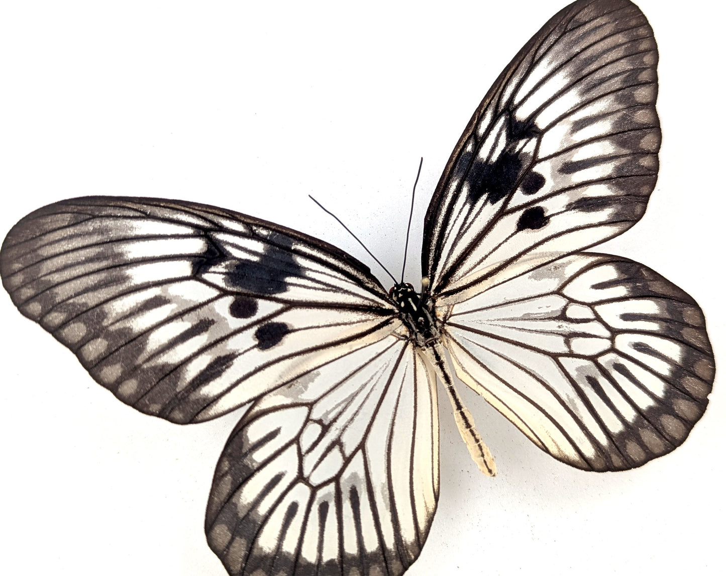 Idea phlegeton  Schmetterling im Rahmen InsectArt