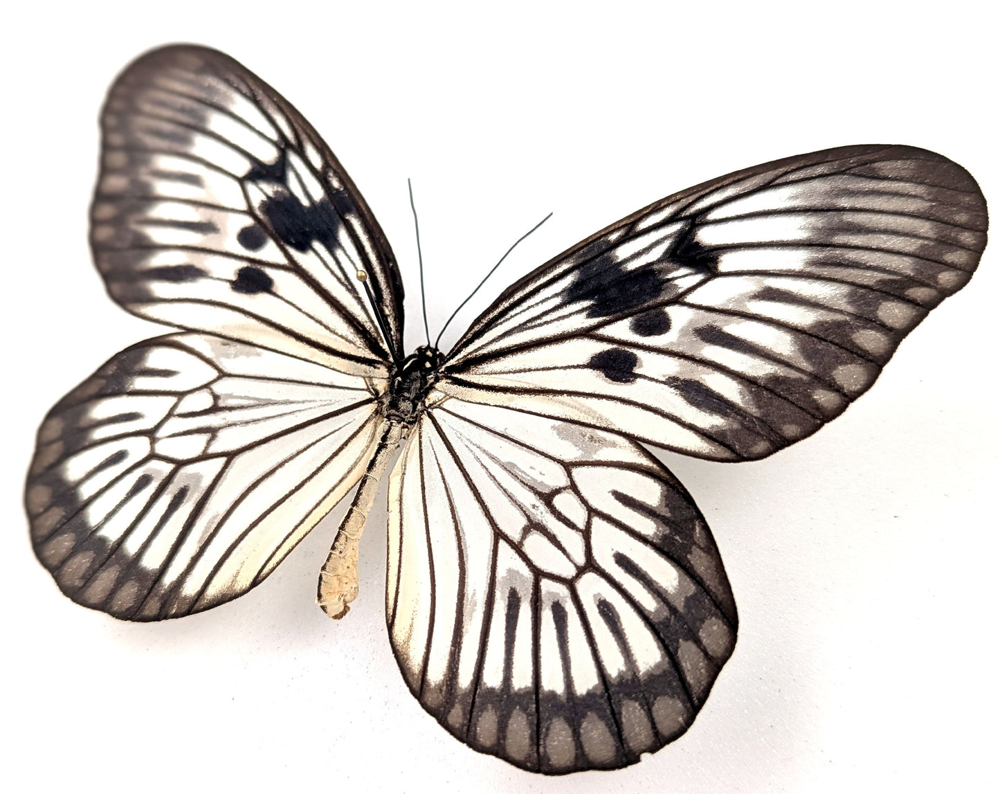 Idea phlegeton  Schmetterling im Rahmen InsectArt