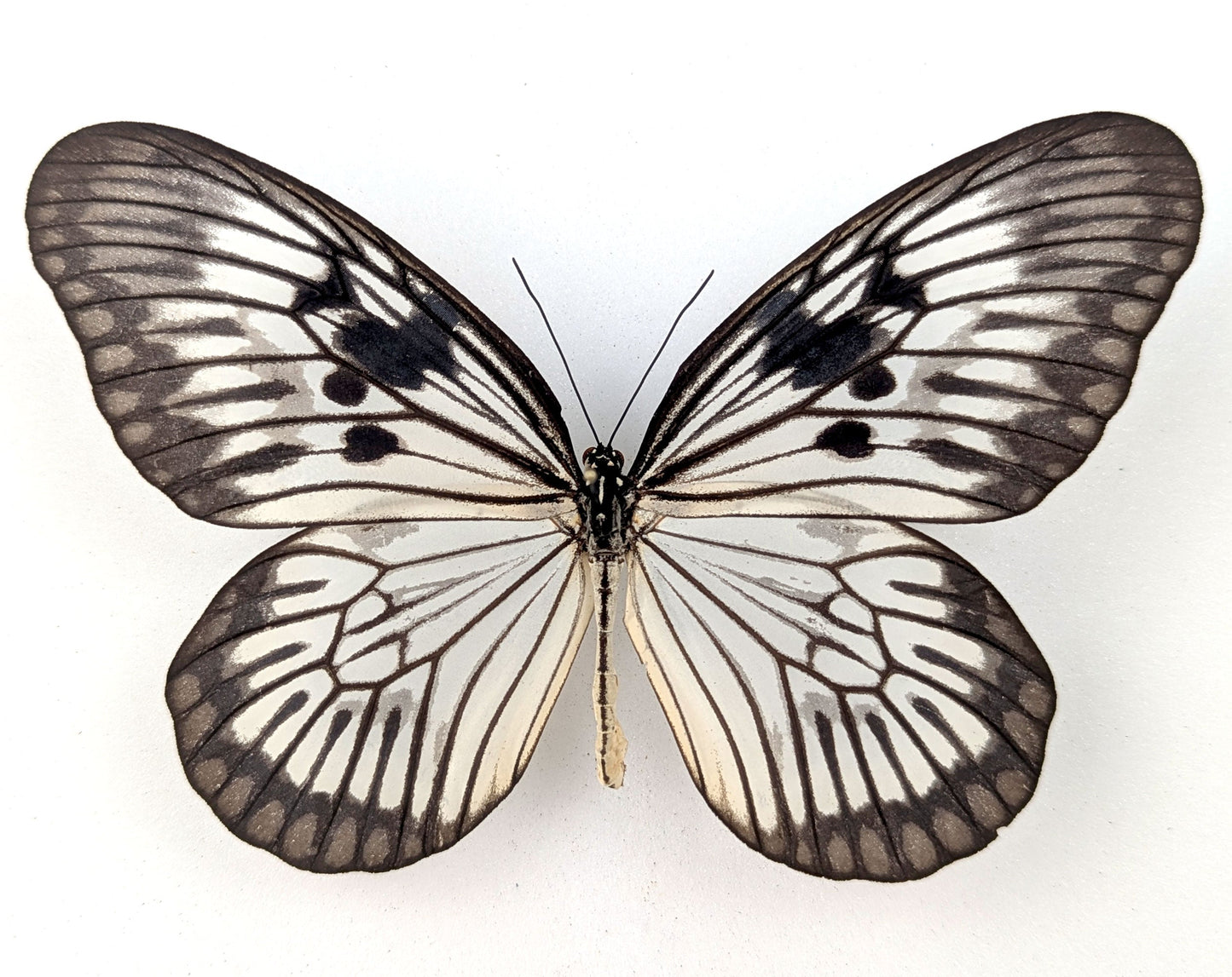 Idea phlegeton  Schmetterling im Rahmen InsectArt