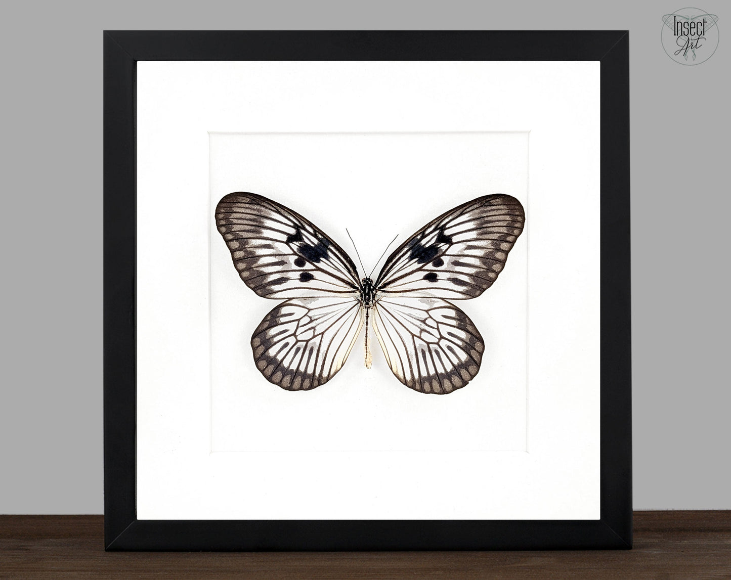 Idea phlegeton  Schmetterling im Rahmen InsectArt