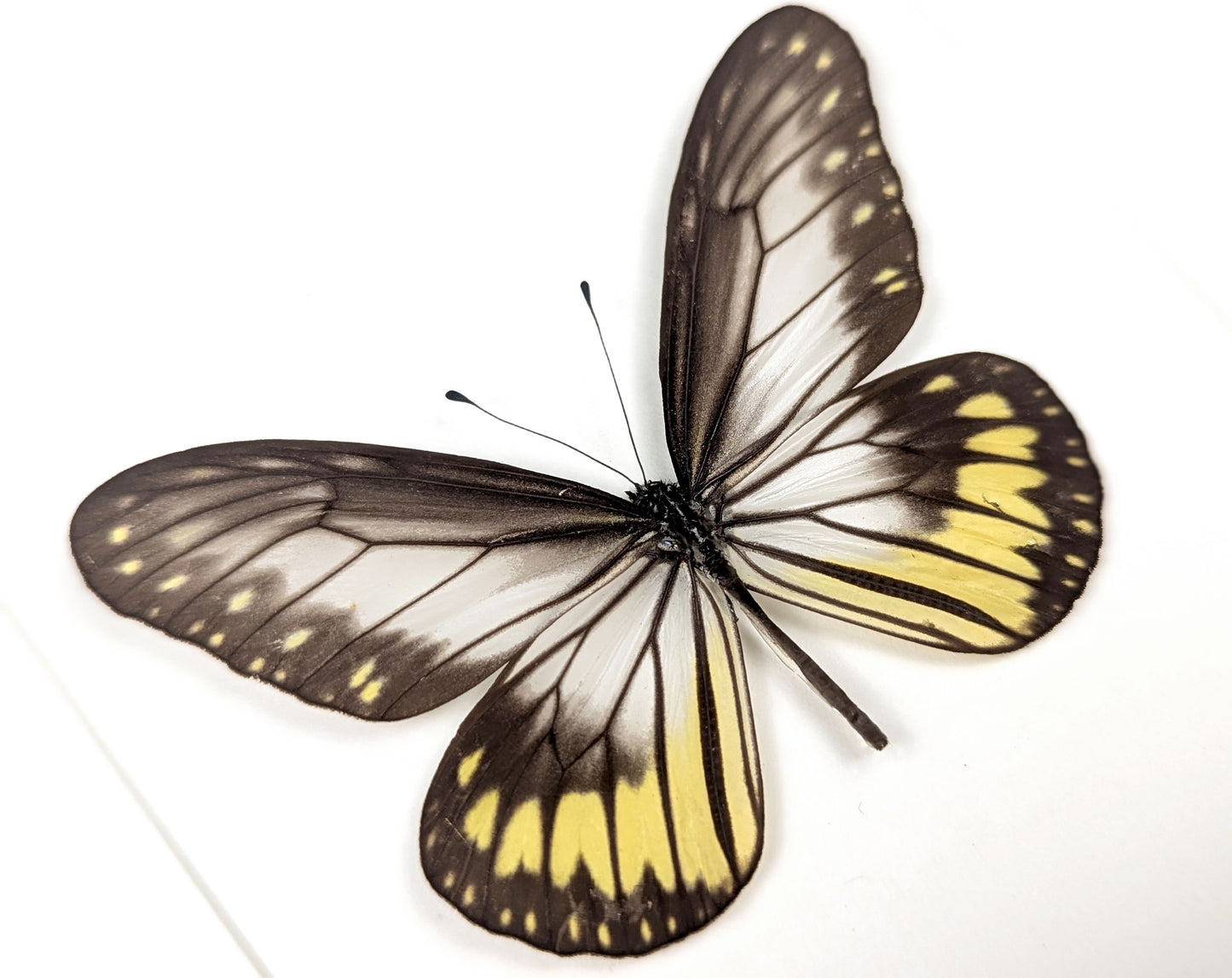 Ideopsis vitrea Duo, präparierter Schmetterling im Rahmen