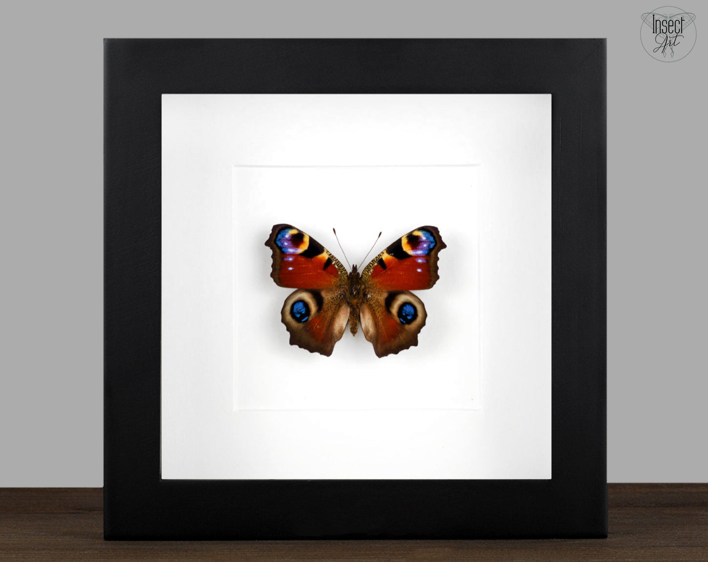 Inachis io Tagpfauenauge  Schmetterling InsectArt