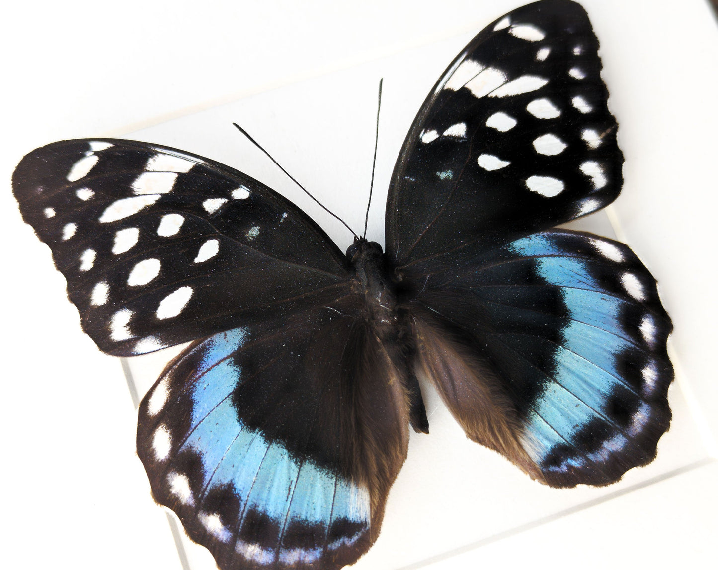 Lexias satrapes  Schmetterling InsectArt