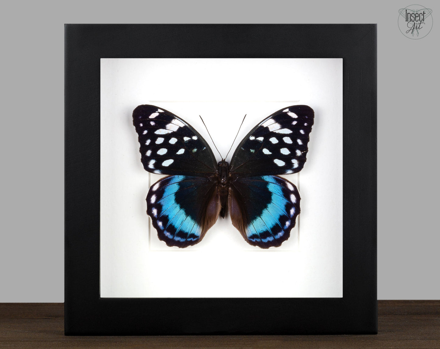 Lexias satrapes  Schmetterling InsectArt