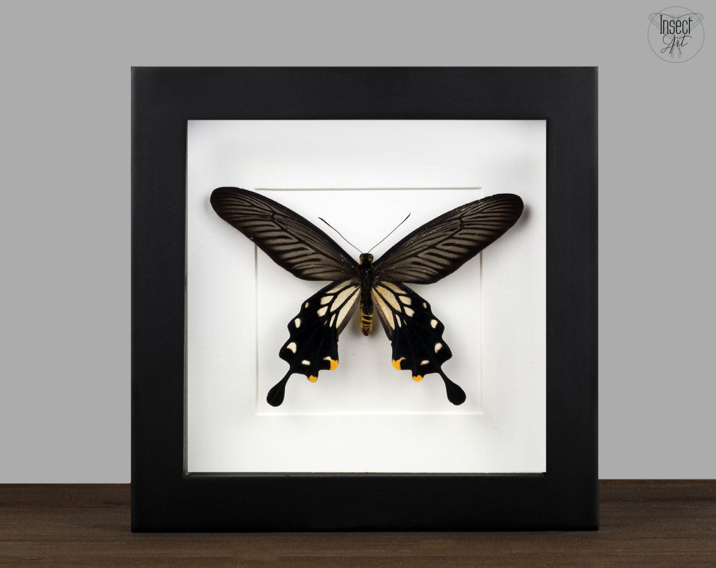 Losaria coon ♂  Schmetterling InsectArt