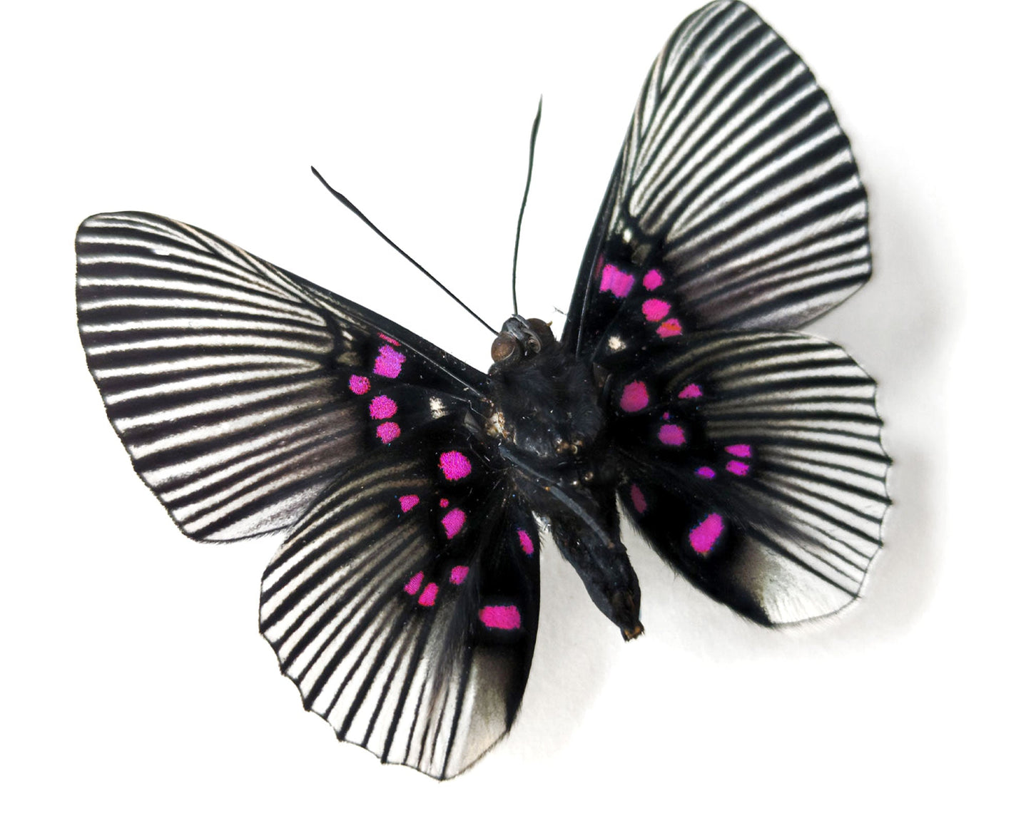 Lyropteryx apollina  Schmetterling InsectArt