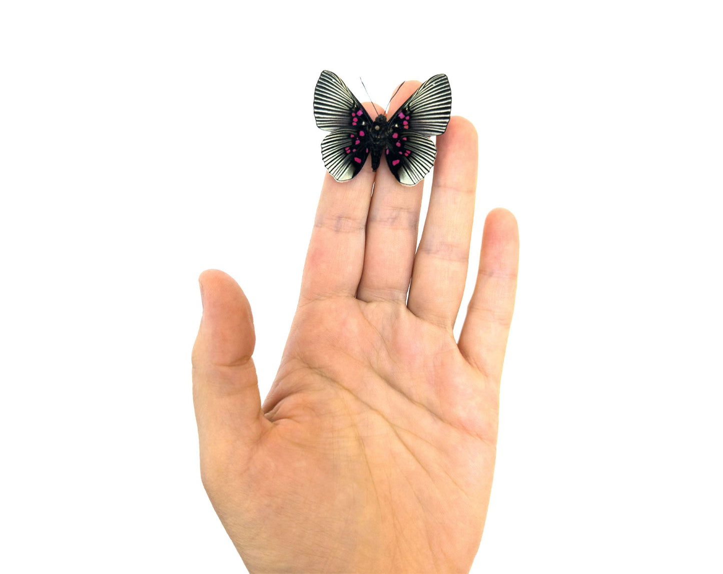 Lyropteryx apollina  Schmetterling InsectArt