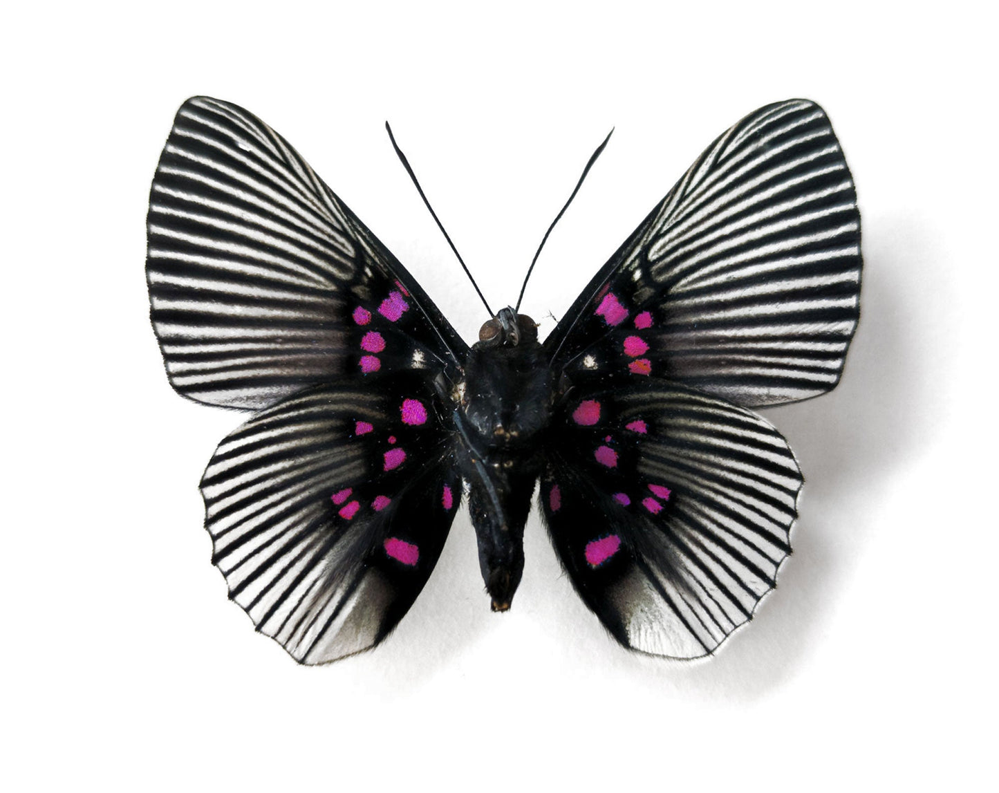 Lyropteryx apollina  Schmetterling InsectArt