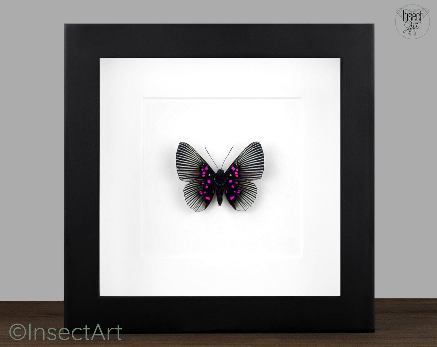 Lyropteryx apollina  Schmetterling InsectArt