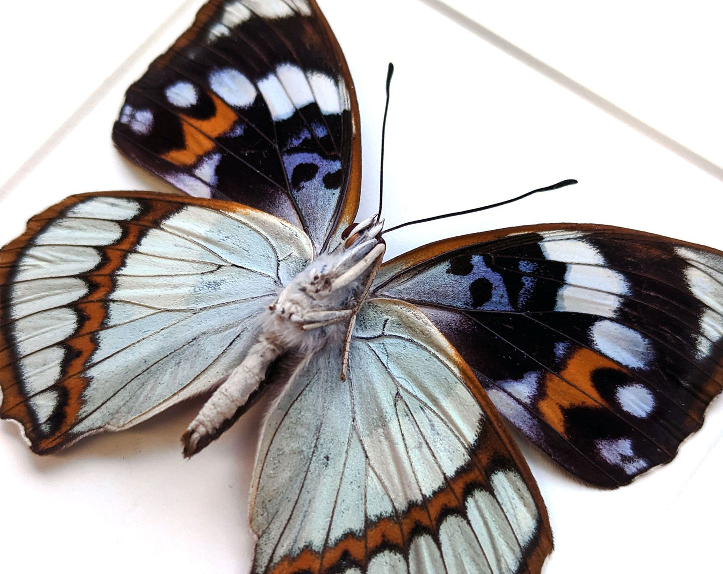 Mimathyma schrenckii  Schmetterling InsectArt