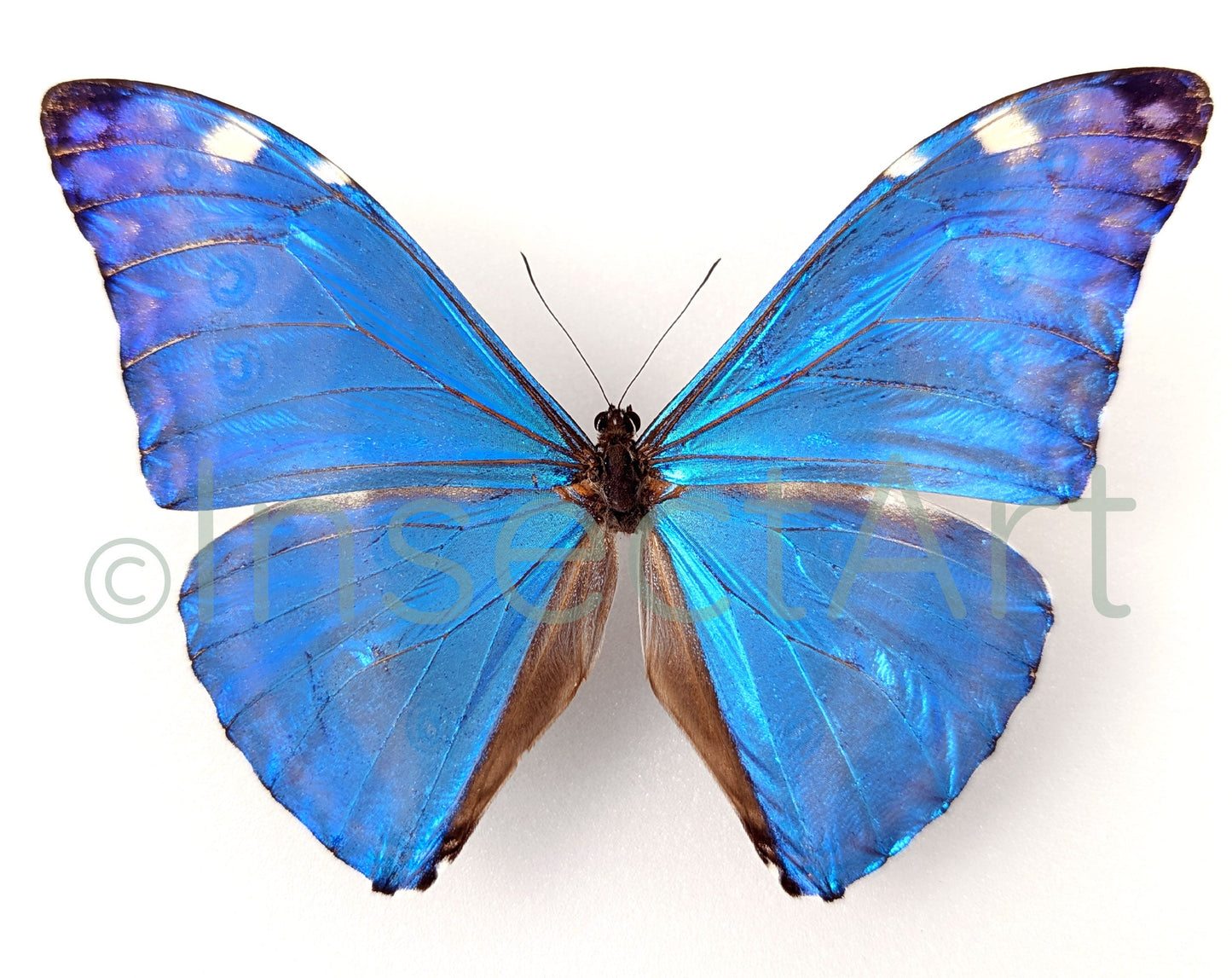 Morpho adonis ♂  Schmetterling InsectArt