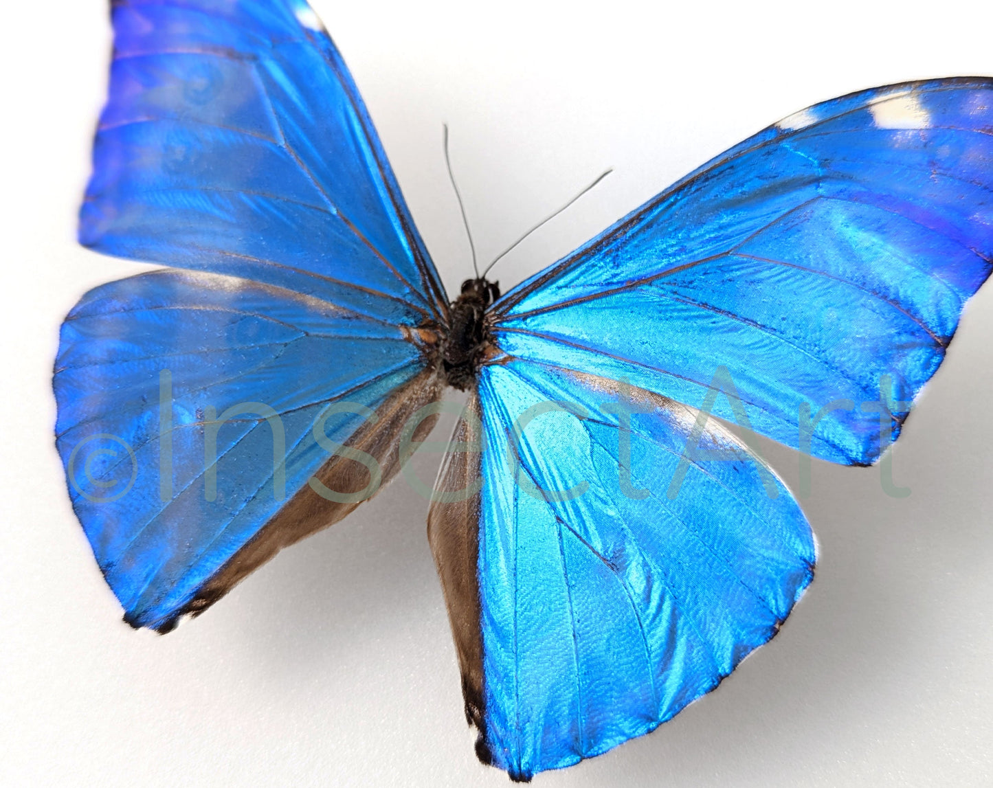 Morpho adonis ♂  Schmetterling InsectArt