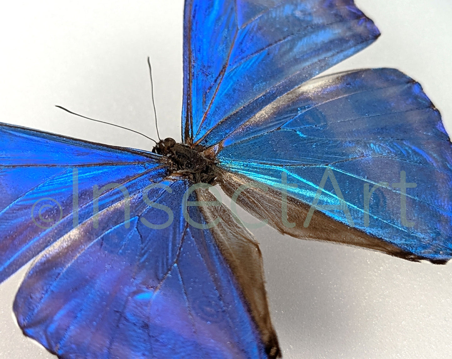 Morpho adonis ♂  Schmetterling InsectArt
