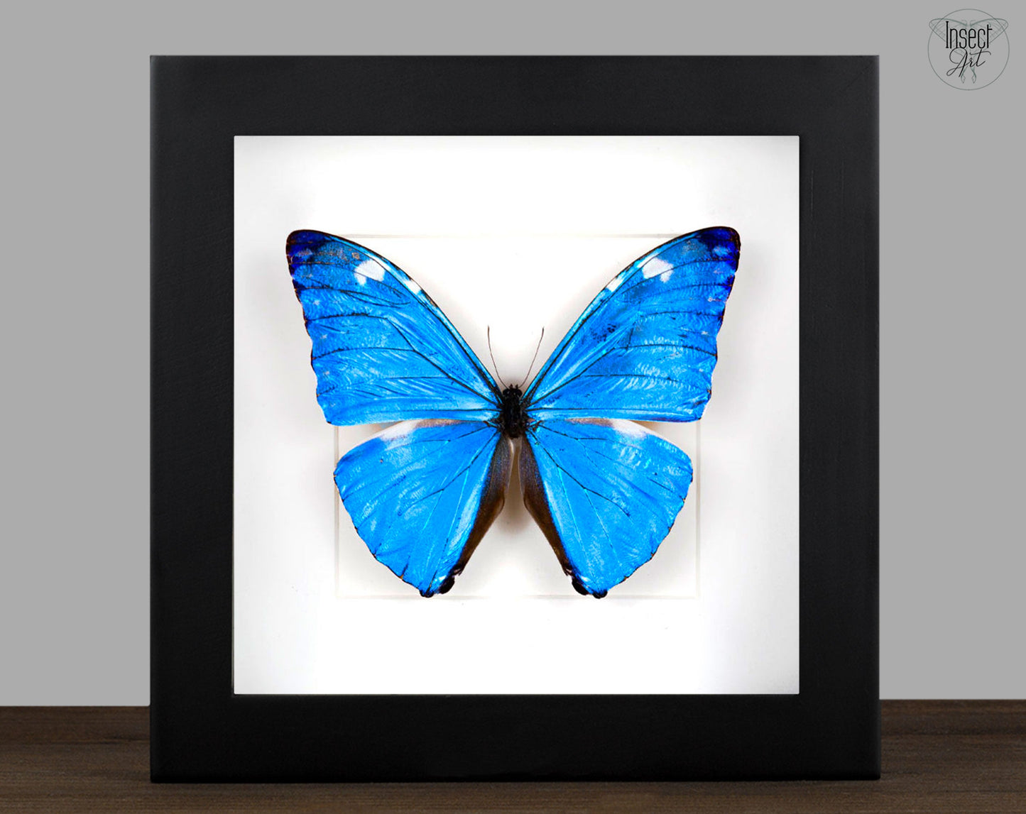 Morpho adonis ♂  Schmetterling InsectArt