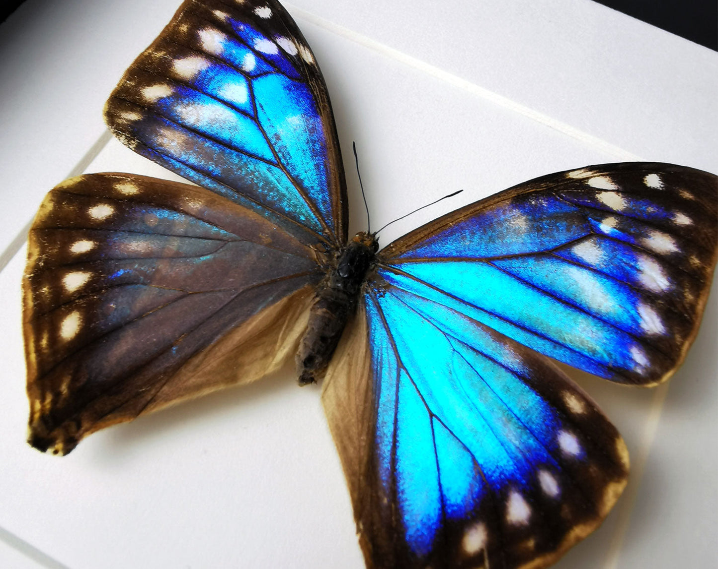 Morpho aega ♀  Schmetterling InsectArt