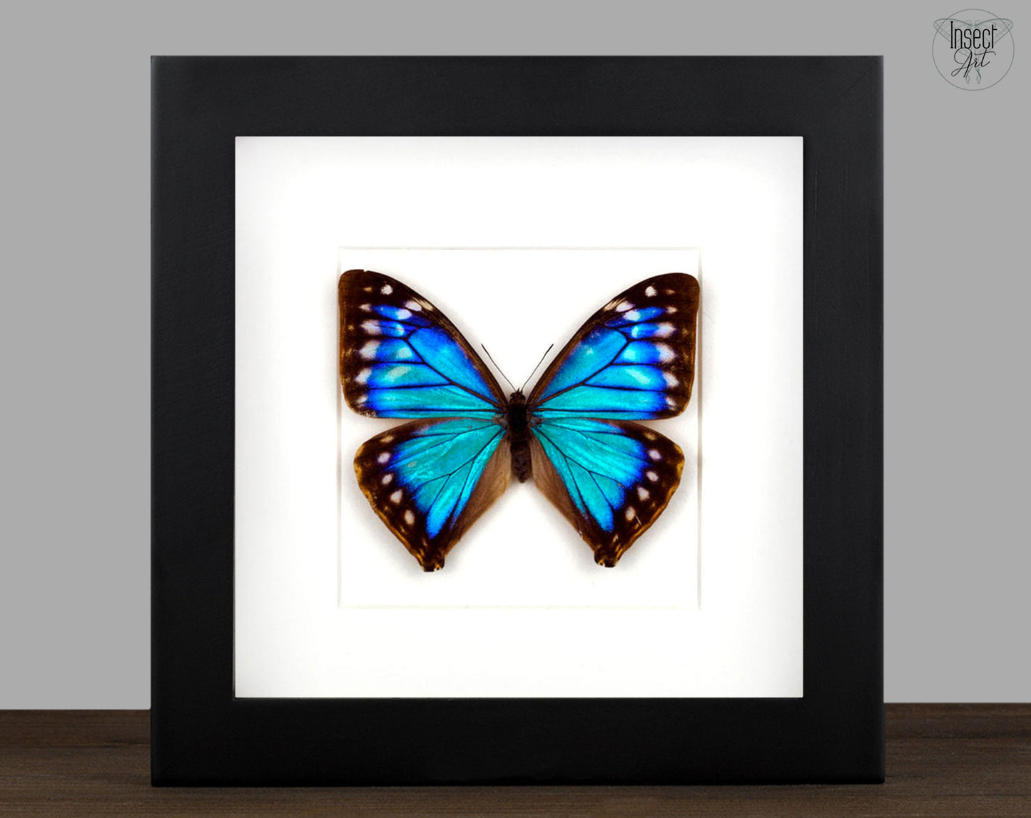 Morpho aega ♀  Schmetterling InsectArt