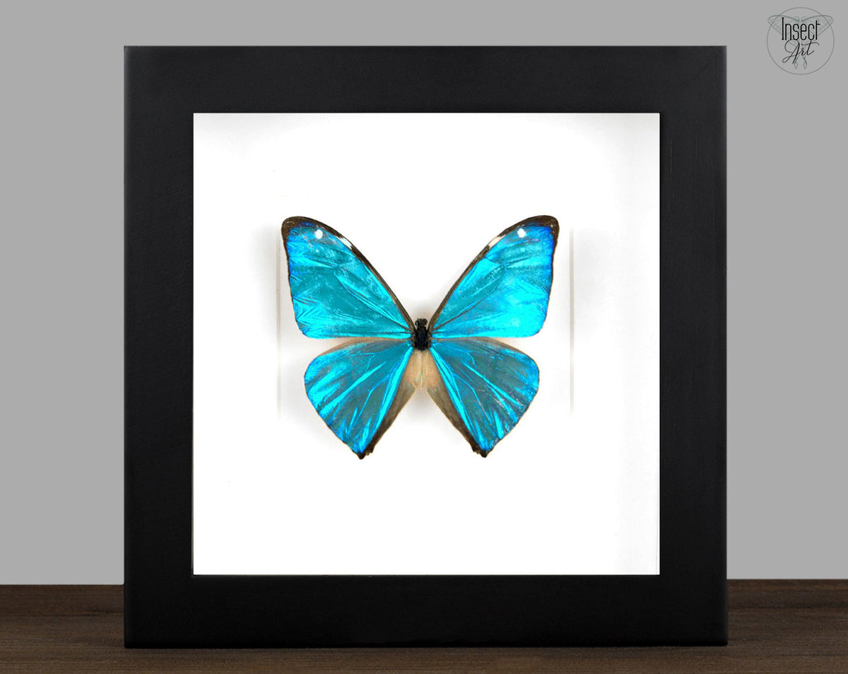 Real blue Morpho butterfly in picture frame – InsectArt