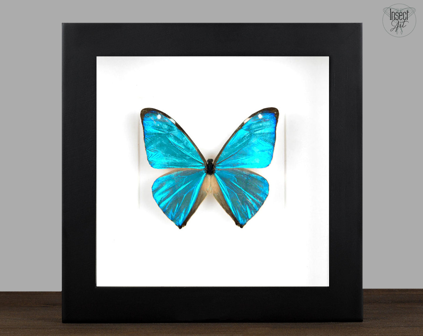 Morpho aega ♂ A2  Schmetterling InsectArt