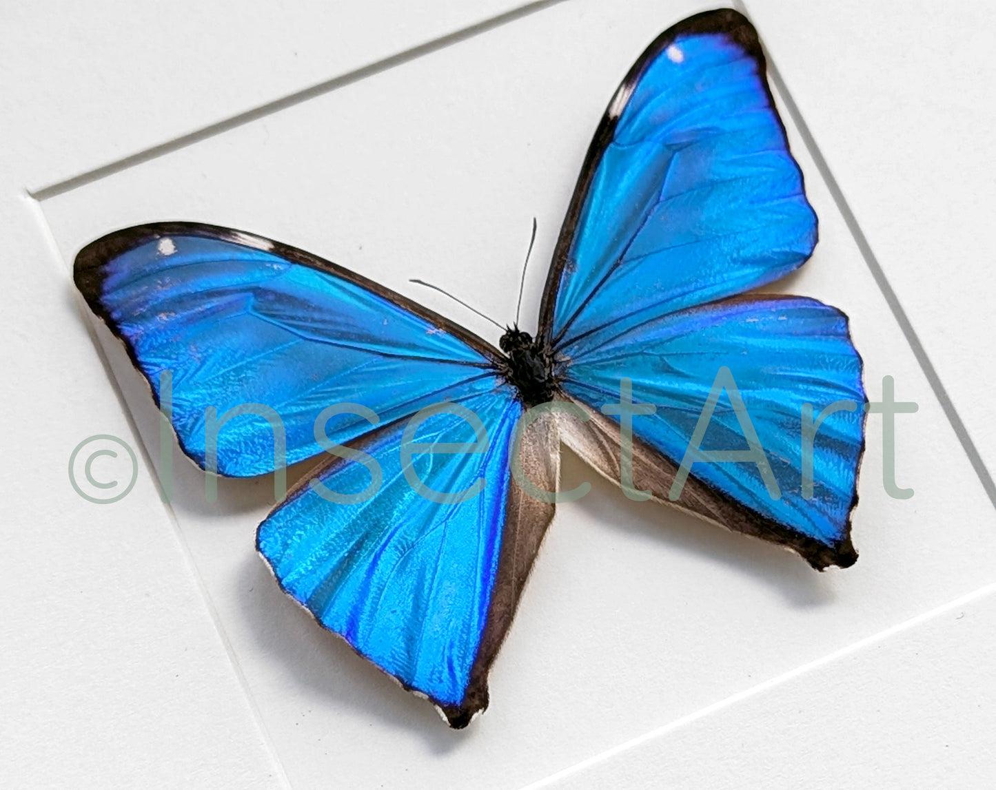 Morpho aega ♂  Schmetterling InsectArt