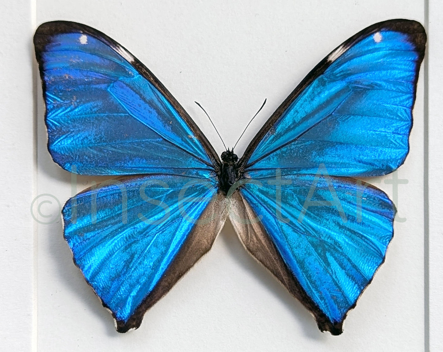 Morpho aega ♂  Schmetterling InsectArt