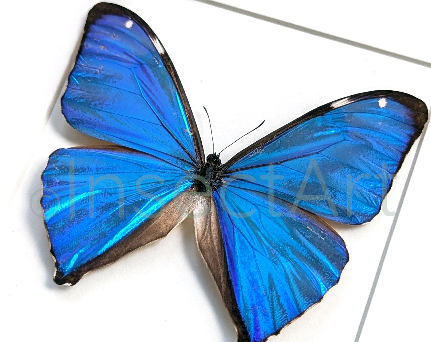 Morpho aega ♂  Schmetterling InsectArt